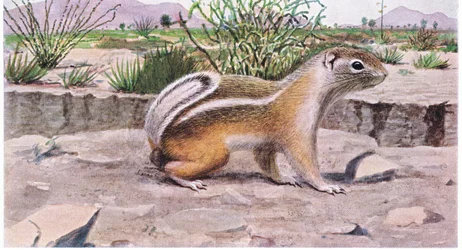 Scoiattolo antilope dalla coda bianca in cerca di semi, frutta e insetti